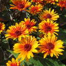 Heliopsis helianthoides 'Funky Spinner' - Sonnenauge