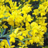 Genista lydia AKTION - Lydischer Ginster