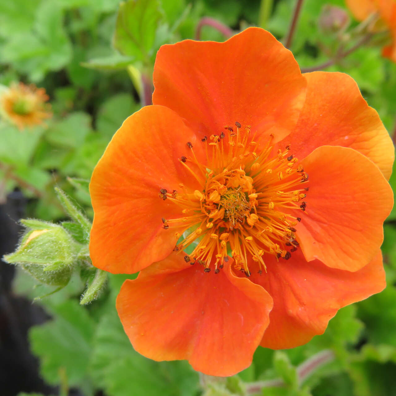 Nelkenwurz Geum Coccineum Cooky Orange