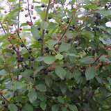 Frangula alnus - Gemeiner Faulbaum