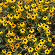 Rudbeckia triloba: Bild 1/3