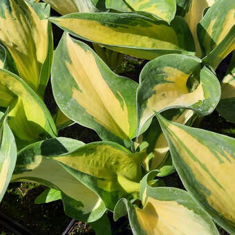 Hosta 'Beach Boy'