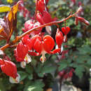 Dicentra spectabilis 'Valentine' - Rote Herzblume