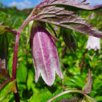 Campanula 'Elizabeth'