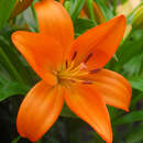 Lilium 'Orange County' - Großblumige Gartenlilie