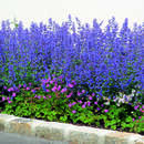 Nepeta 'Six Hills Giant' - Katzenminze