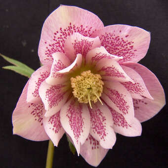 Helleborus or. 'Spring Wonder'