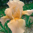 Iris germanica 'Arabian Tapestry': Bild 2/2