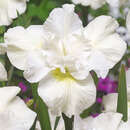 Iris sibirica 'Swans in Flight' - Sibirische Schwertlilie