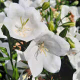 Campanula persicifolia 'Takion White' - Pfirsichblättrige Glockenblume