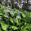 Hosta 'Fortunei Hyacinthina': Bild 2/5