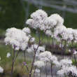 Thalictrum aquilegifolium 'Nimbus White': Bild 1/1