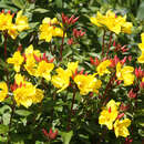 Oenothera pilosella 'Yella Fella' - Nachtkerze