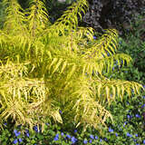 Rhus typhina 'Tiger Eyes' - Essigbaum