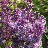 Syringa prestoniae 'Royalty' - Juniflieder