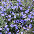 Lithodora diffusa 'Heavenly Blue' (Syn. Glandora): Bild 2/3