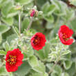 Potentilla 'Gibson's Scarlet': Bild 2/4