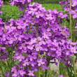 Hesperis matronalis: Bild 1/5