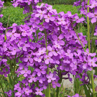 Hesperis matronalis