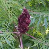 Rhus typhina 'Dissecta' - Essigbaum