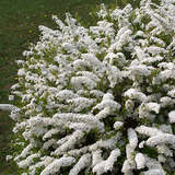 Spiraea cinerea 'Graciosa' - Niedere Brautspiere
