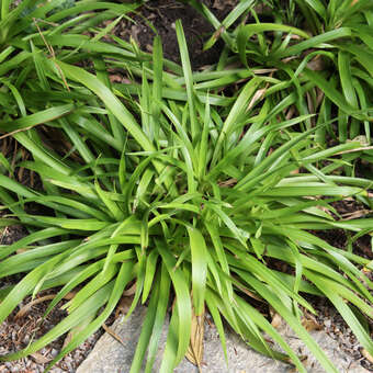 Luzula sylvatica 'Tauernpaß'