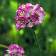 Armeria maritima 'Rubrifolia': Bild 2/4