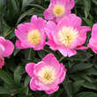 Paeonia lactiflora 'Sorbet': Bild 2/3