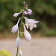 Hosta plantaginea 'Aphrodite': Bild 2/2