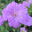 Geranium 'Blushing Turtle': Bild 4/4