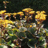 Ligularia dentata 'Othello' - Kreuzkraut
