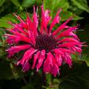 Monarda 'Bee Merry' - Indianernessel