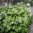 Hosta plantaginea 'Aphrodite': Bild 1/2