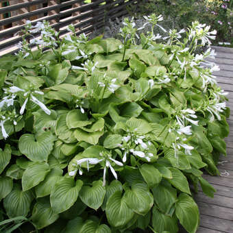Hosta plantaginea 'Aphrodite'