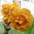 Primula auricula 'Jupp': Bild 2/3