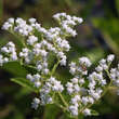 Parthenium integrifolium: Bild 1/5