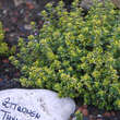 Thymus citriodorus 'Bertram Anderson': Bild 3/4