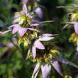 Monarda punctata: Bild 2/3