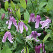 Clematis integrifolia 'Floris V': Bild 1/1