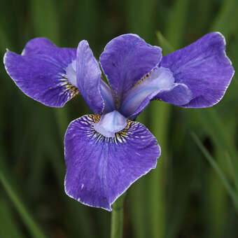 Iris sibirica 'Silver Edge'