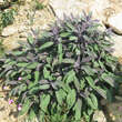 Salvia officinalis 'Purpurascens': Bild 8/9