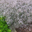 Gypsophila 'Rosenschleier': Bild 1/3