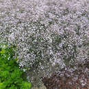 Gypsophila 'Rosenschleier' - Kriech-Schleierkraut