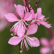 Gaura lindheimeri 'Crimson Butterflies': Bild 2/3