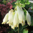 Dicentra formosa 'Aurora': Bild 1/3