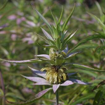 Monarda punctata