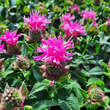 Monarda 'Melua Pink': Bild 1/2