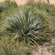 Yucca glauca: Bild 1/1
