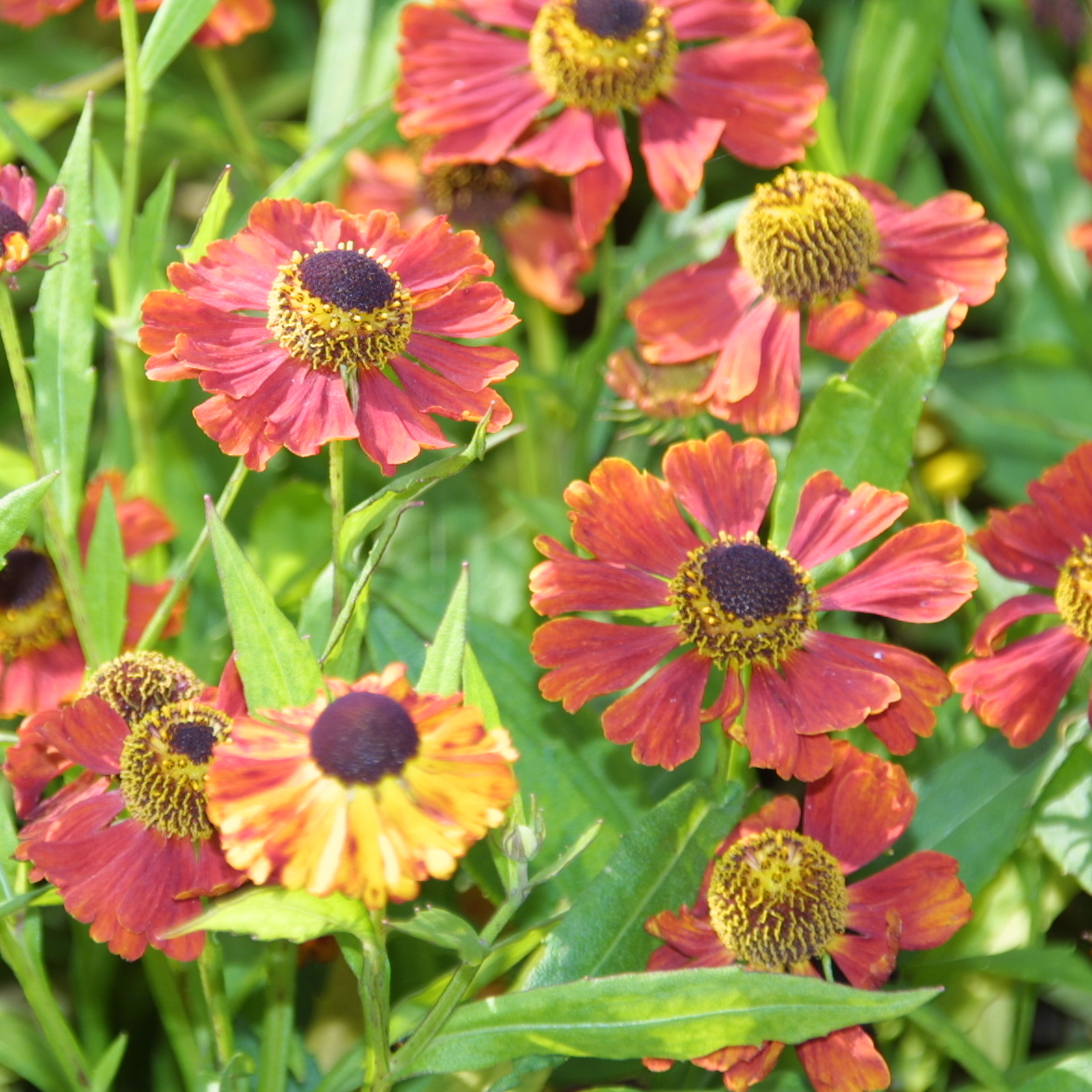 Sonnenbraut Helenium Rubinzwerg Rot