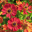 Helenium 'Rubinzwerg': Bild 1/2